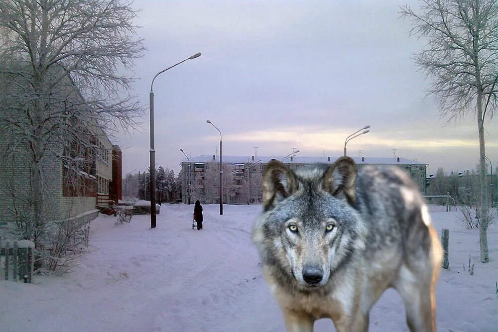 волгоградская область волки