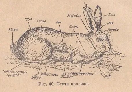 Замер заяц