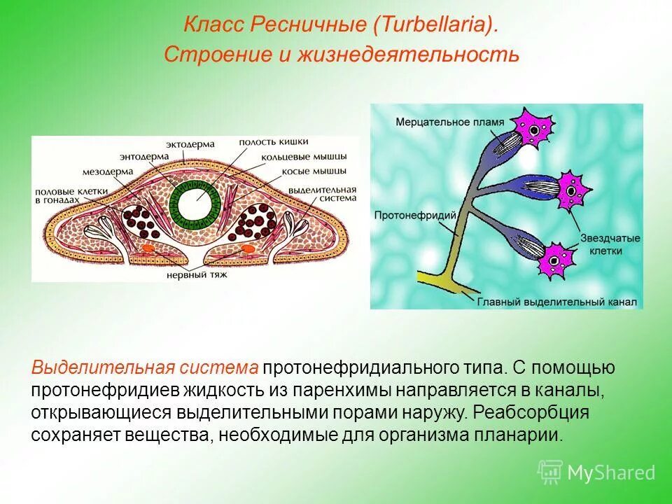 Протонефридии и метанефридии. Органы выделения протонефридии. Выделительная система протонефридии. Выделительная система протонефридиального типа. Протонефридии характерны для.