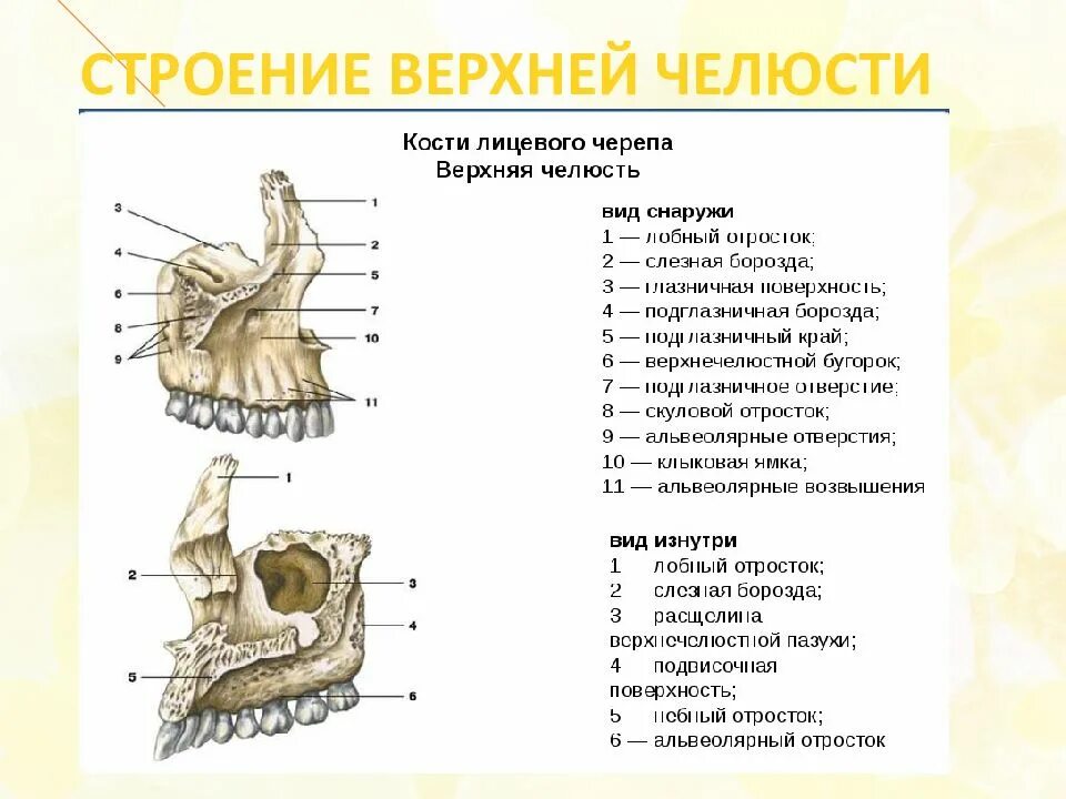 Клыковая ямка. Верхняя челюсть кость анатомия. Кости лицевого отдела нижняя челюсть. Верхняя челюсть анатомия строение костей. Кости нижней и верхней челюсти анатомия строение.