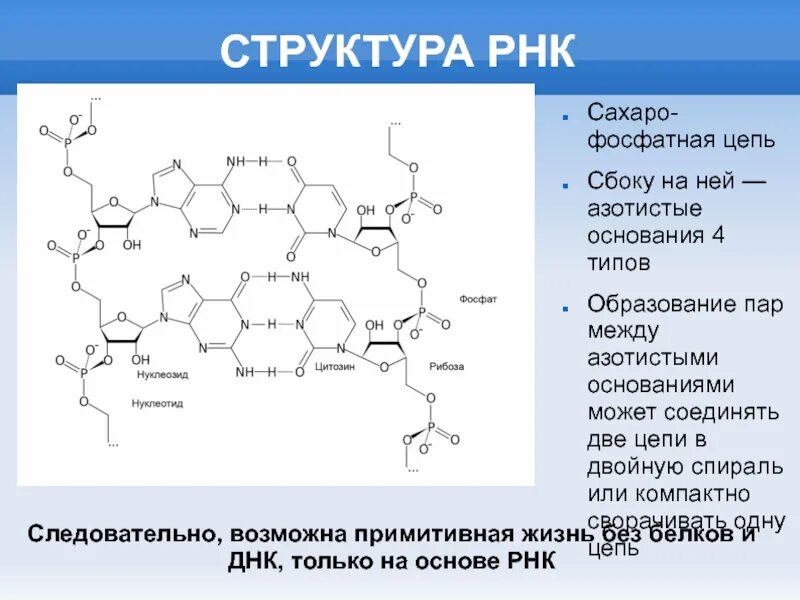 Структура ДНК азотистые основания. Строение ДНК азотистые основания. Комплементарность азотистых оснований в РНК. Строение РНК азотистые основания.