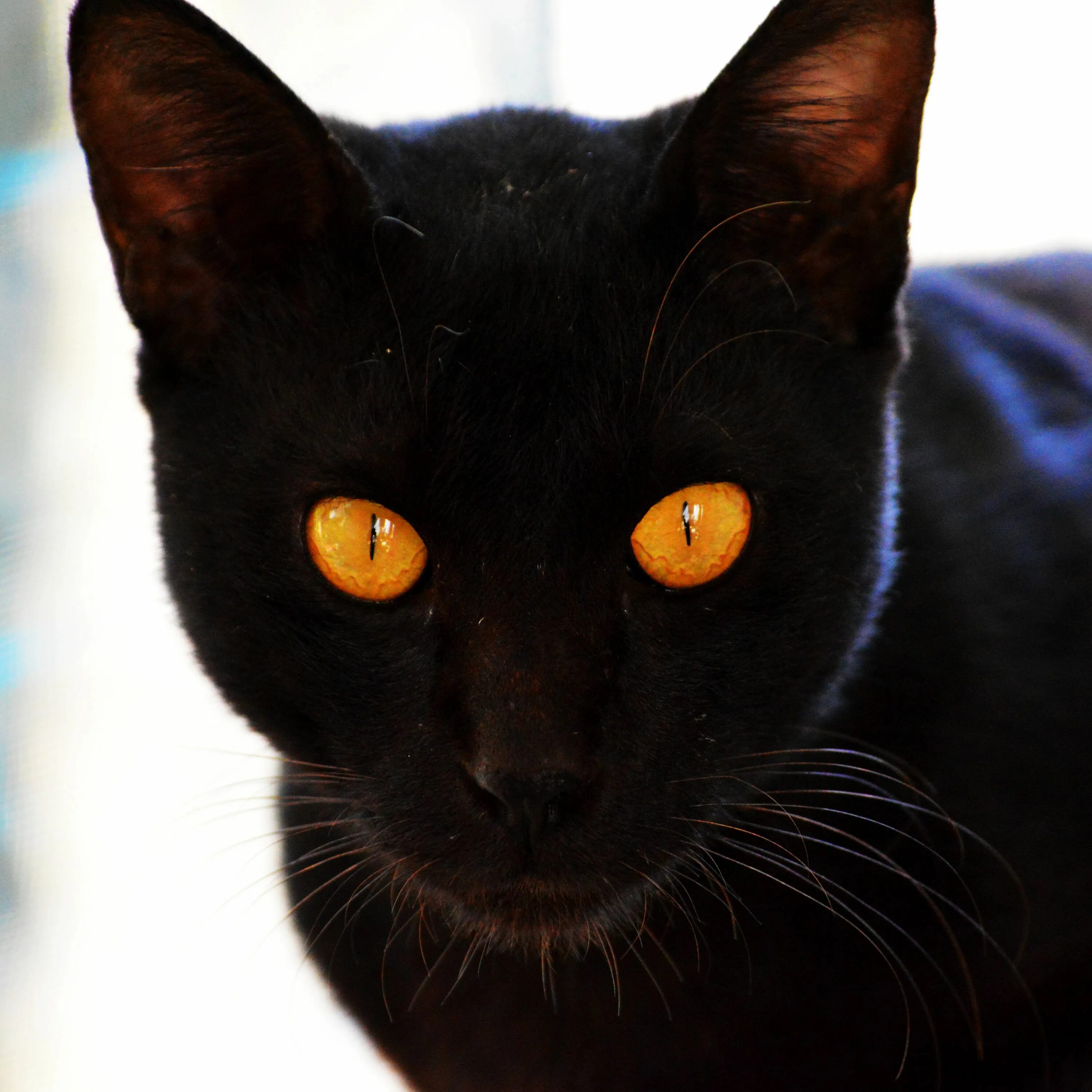 Порода кошек с черными глазами. Бомбейская кошка длинношерстная. Чёрная кошка порода Бомбейская. Бомбейская кошка черная с желтыми глазами. Богемская кошка чёрная.