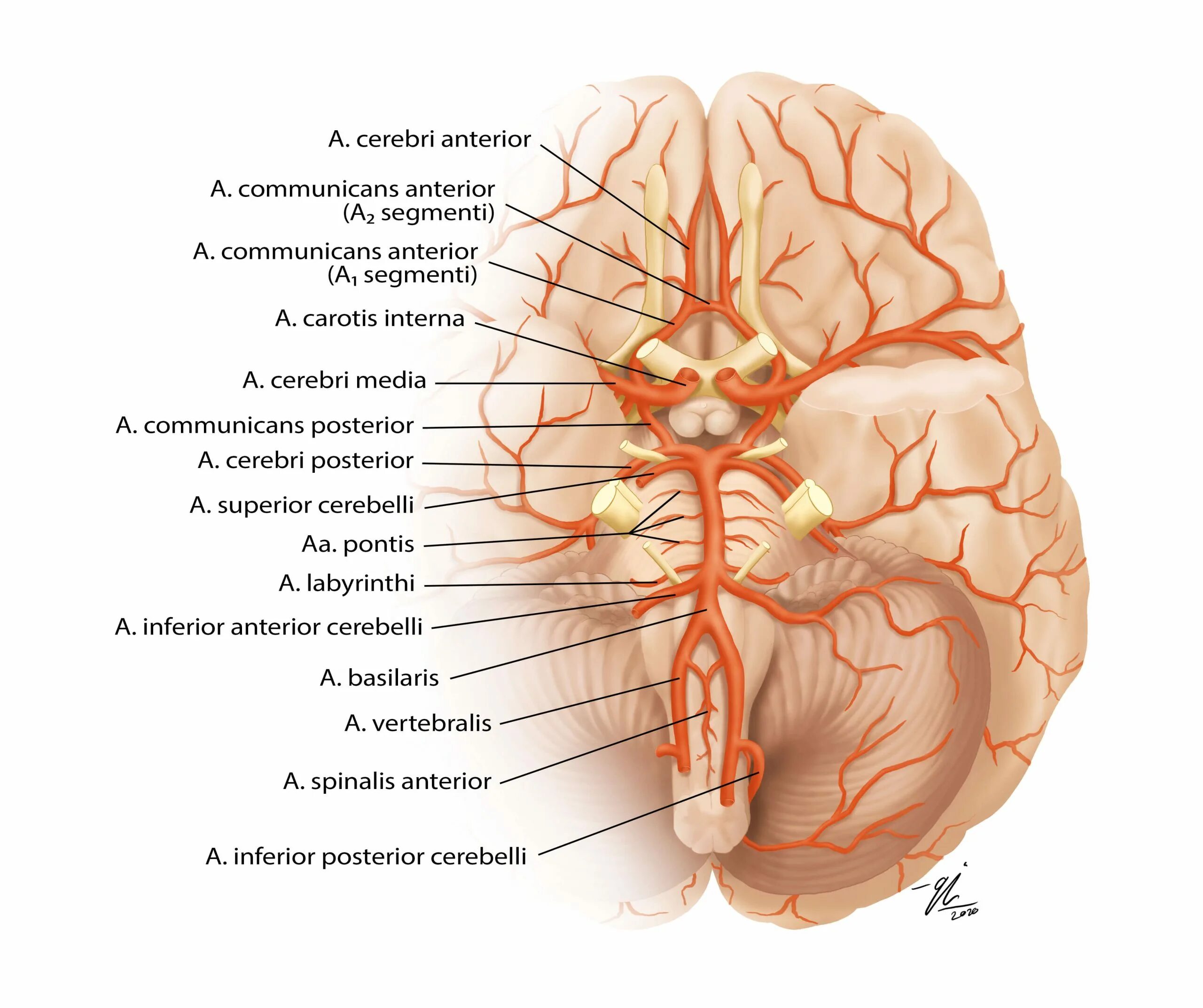 Мозговые артерии латынь. Задняя мозговая артерия анатомия. Arteria Cerebri posterior ветвь. Arteria Cerebri anterior кровоснабжение. Задняя мозговая артерия (arteria Cerebri posterior.