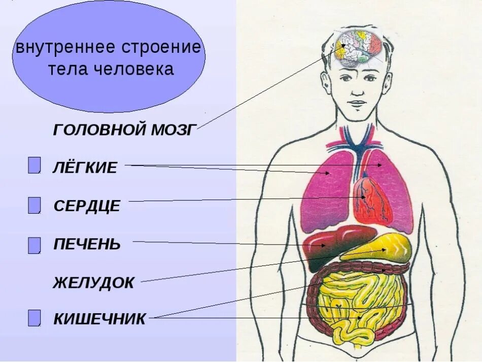 Анатомия тела человека