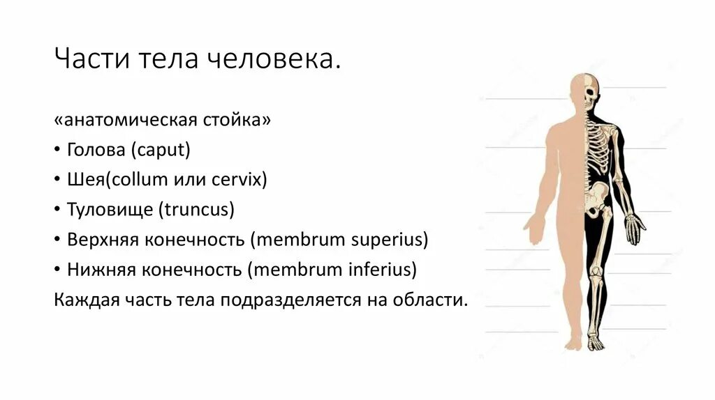 Верхняя часть человека. Части тела человека. ЧАСТЕТЕЛА человека. Части тела человека названия. Анатомия человека основные части тела.