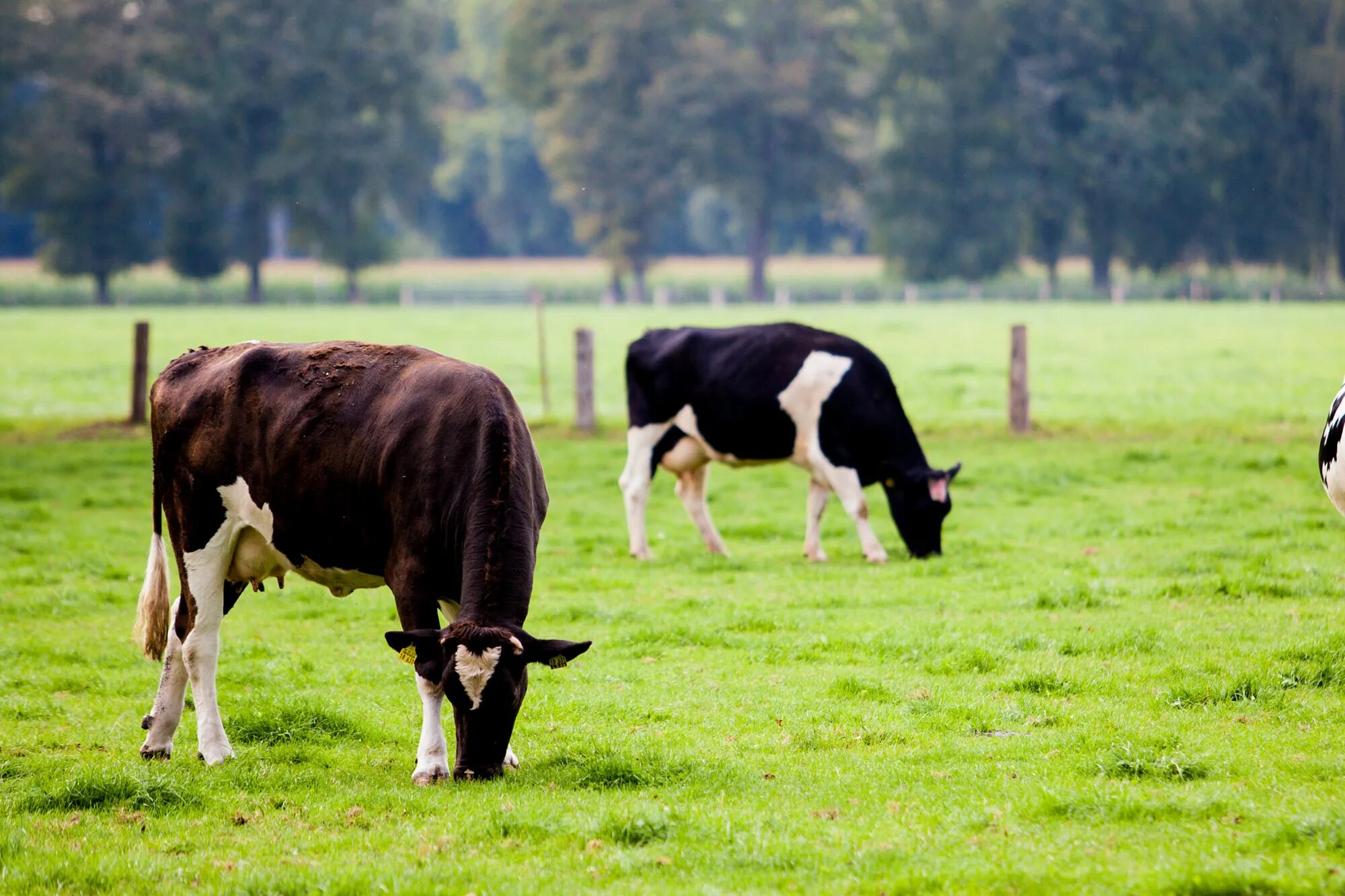 три теленка. животноводство коровы. муляж коровы. корова 3д модель. корова.