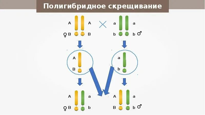 Полигибридное скрещивание схема. Возвратное скрещивание. Скрещивание тригетерозиготы. Полигибридное скрещивание формулы.