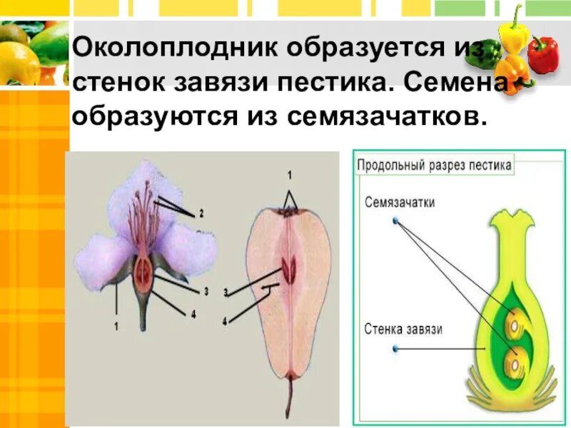 В результате образуется из завязи. Околоплодник образуется из стенок завязи. Околоплодник развивается из. Семена образуются в завязи пестика. Из чего образуется околоплодник.