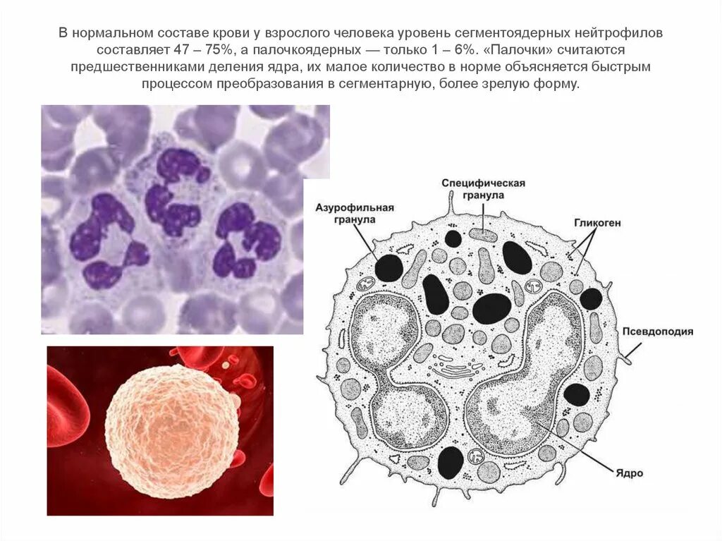 Сегмента ядерная. Нейтрофильный лейкоцит строение. Гранулы сегментоядерных нейтрофилов. Нейтрофильный лейкоцит микрофотография. Сегментно ядерные нейтрофилы.