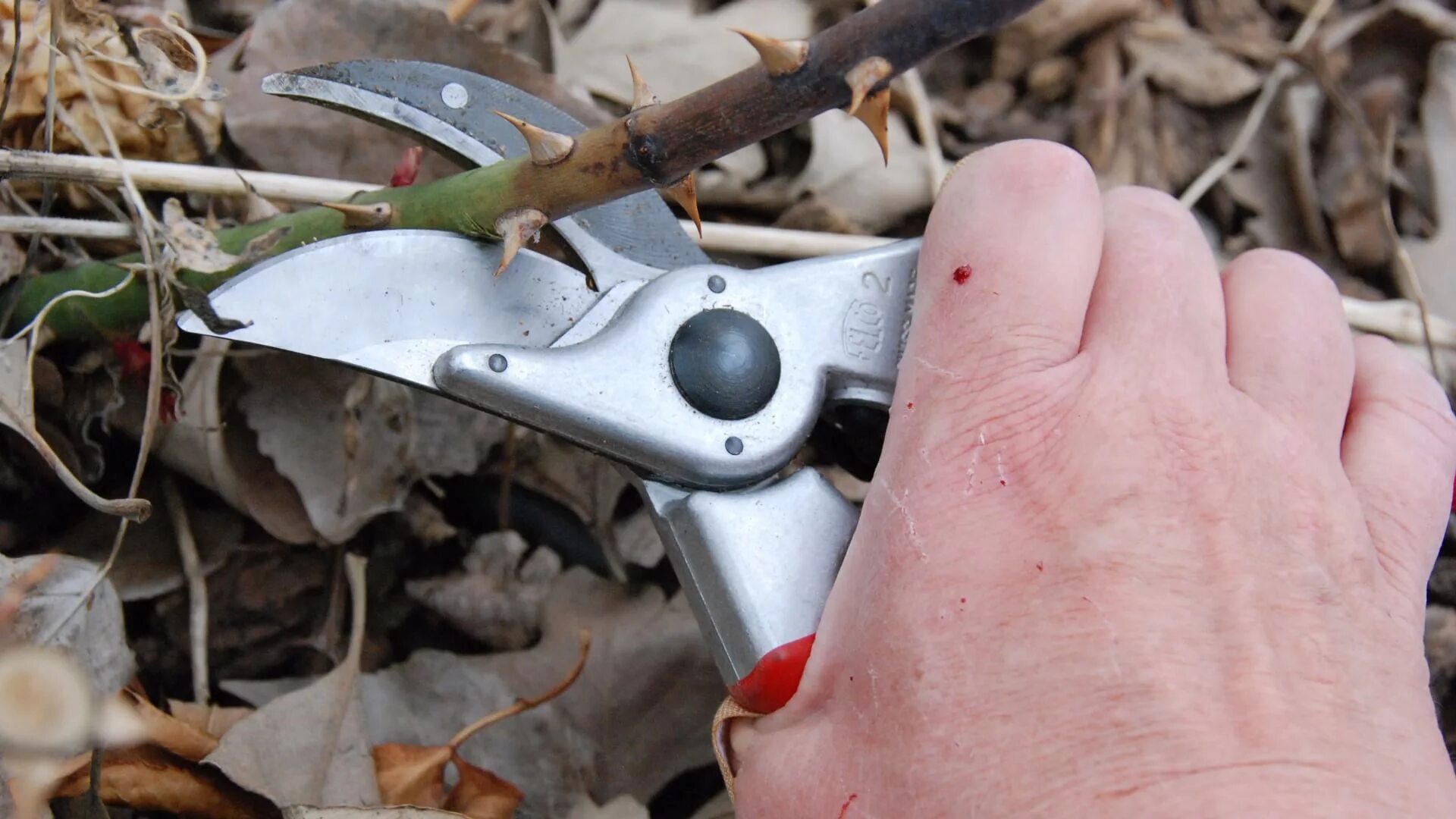 Обрезание розы весной. Куст розы после зимы. Санитарная обрезка роз. Осенняя подкормка плетистой розы осенью. Обрезание розы весной.