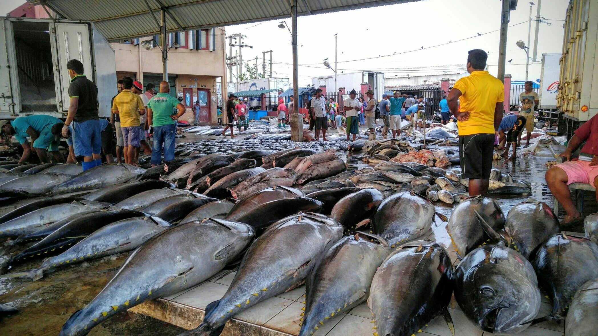 Негомбо Шри Ланка рыбный рынок. Рыбный рынок Чиназ в Узбекистане. Рыбный рынок в Шри Ланке. Coral Fish Шри Ланка. Чиназ это