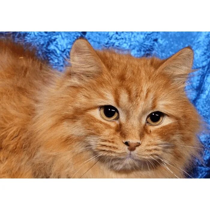 Сибирские коты рыжие. Сибирская порода кошек рыжая. Кот пушистый рыжий. Рыжие пушистые коты.