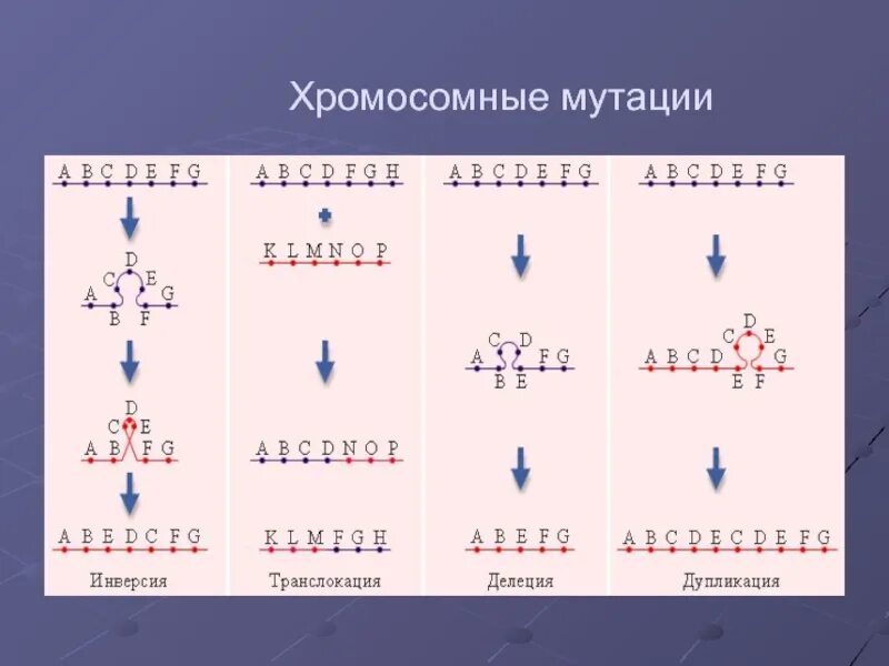 Хромосомные мутации дупликация. Хромосомные перестройки транслокация. Хромосомные мутации делеция дупликация. Хромосомные мутации делеция дупликация инверсия транслокация. Изменение количества хромосом мутация