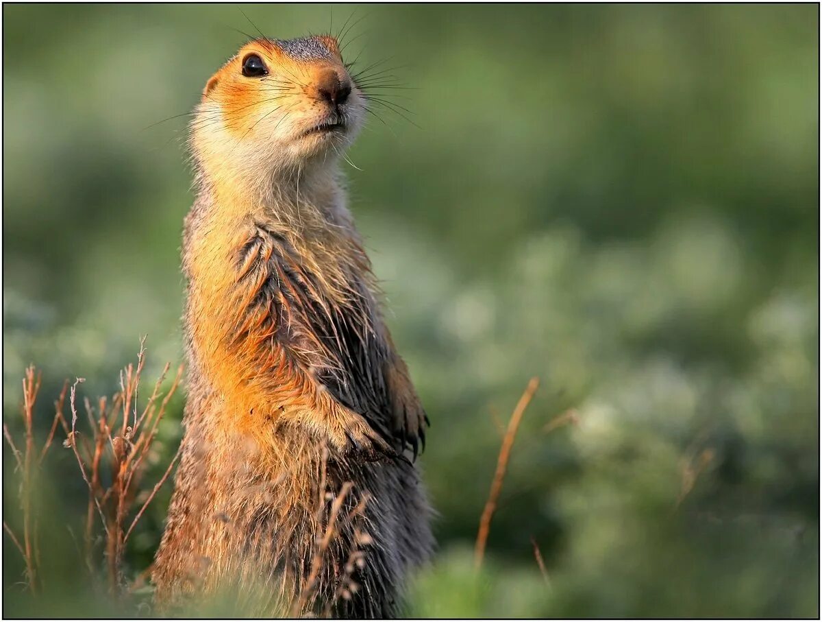 Суслик краснощекий. Большой суслик (Spermophilus Major). Желтый суслик Spermophilus fulvus. Суслик Краснощекий (Spermophilus erythrogenys).