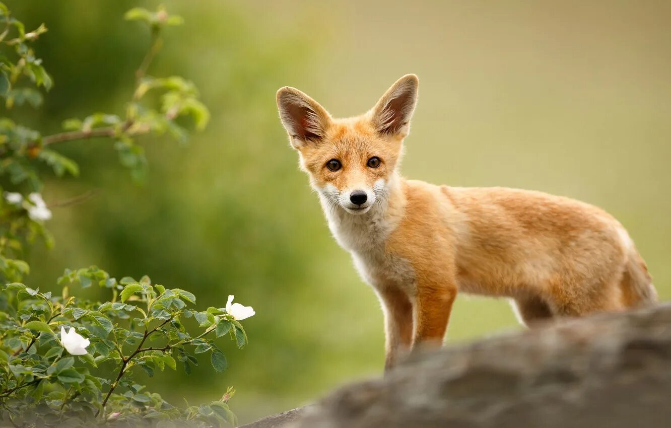 Милая лиса. Лиса спит. Лисята фото. Small fox. Красивые лисы маленькие.