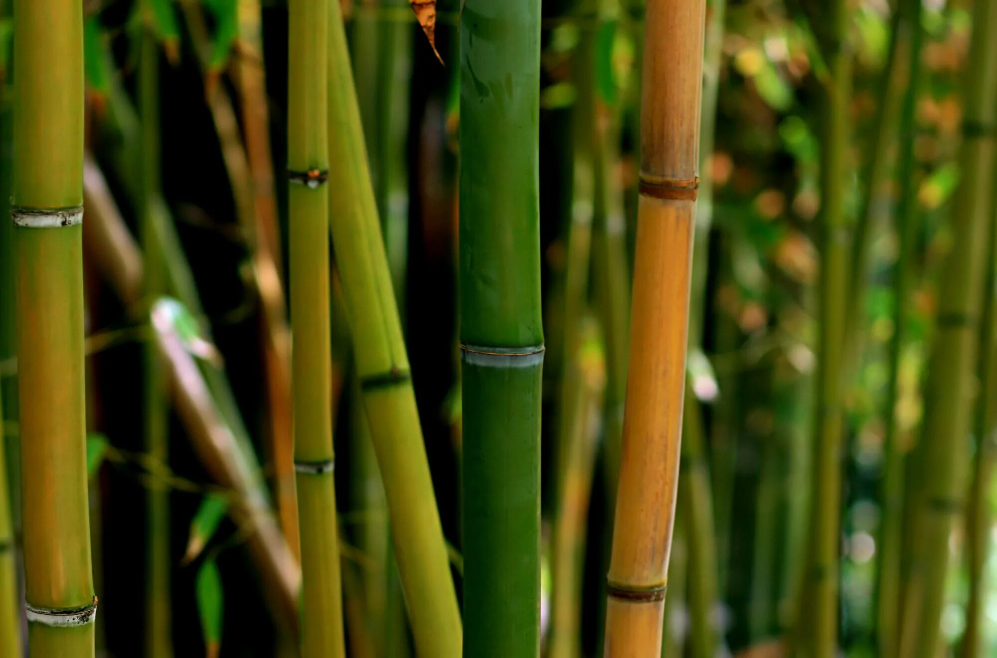 Bambusa Phyllostachys nigra. Бамбук nigra. Бамбук Мадаке. Листоколосник бамбуковый.