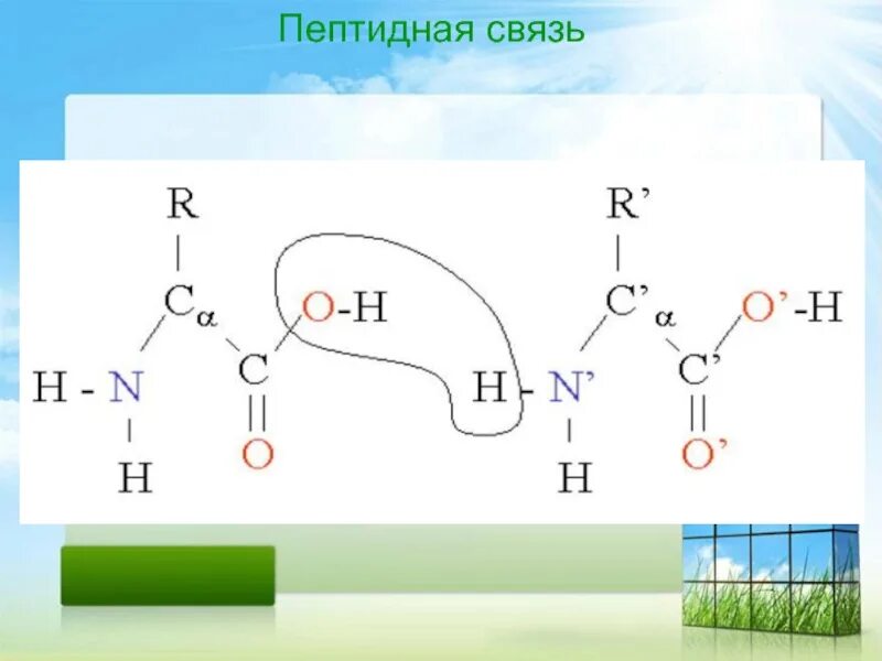 55 пептидных связей