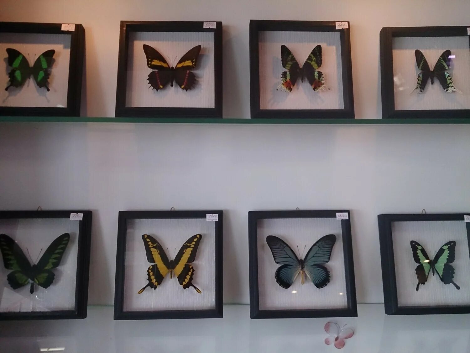 блюхера 3а пермь бабочки. парк живых бабочек пермь. выставка бабочек пермь. выставка бабочек в пушкине. парк бабочек гранд каньон.