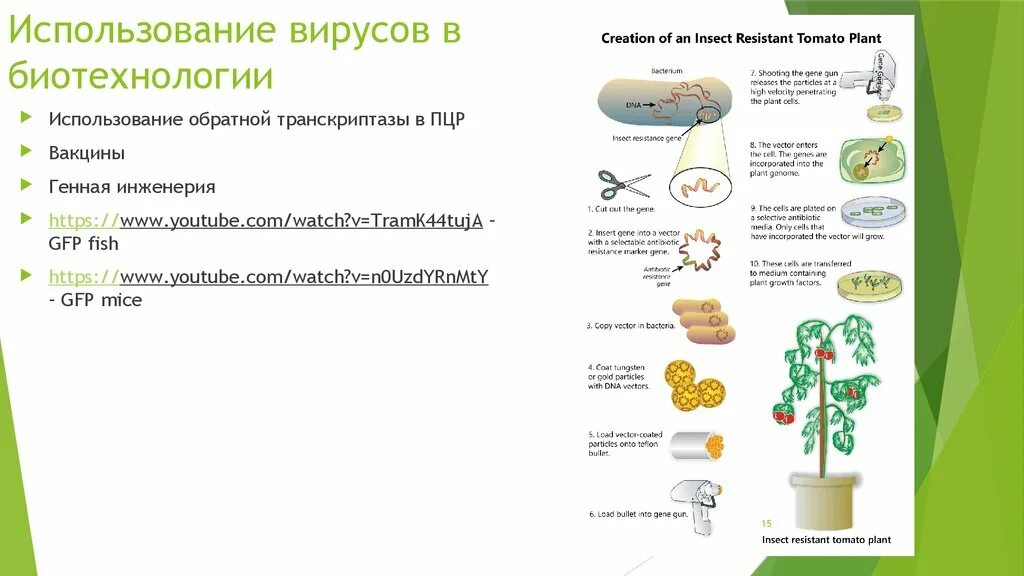 Микроорганизмы используемые в биотехнологии. Применение вирусов в биотехнологии. Бактерии и вирусы в биотехнологиях. Вирусы в биотехнологии. Использование вирусов и бактерий в биотехнологии.