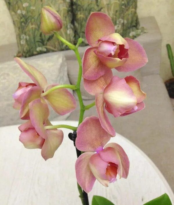 Фаленопсис атлантис пелорик. Пелоры фаленопсис. Фаленопсис октопус пелорик. Фаленопсис пелорик. Пелоры фаленопсис.