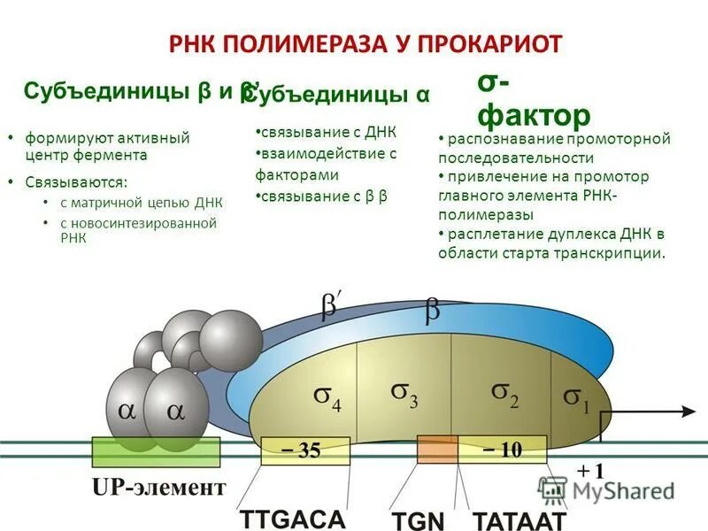 Участие рнк полимеразы