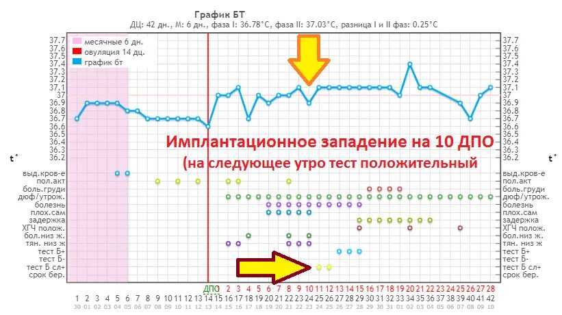 Организм после овуляции. График базальной температуры с имплантационным западением. БТ имплантационное западение на графике БТ. Имплантационное западение базальной температуры. Беременные графики базальной температуры 28 дней.