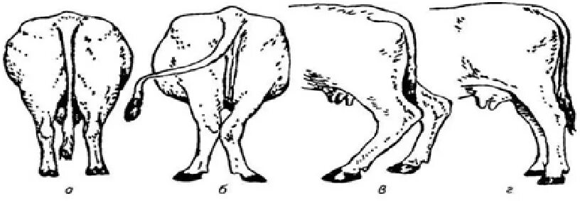Точки взятия промеров у КРС. Схема промеров КРС. Клюшеногость задних конечностей КРС. Типы Конституции КРС.