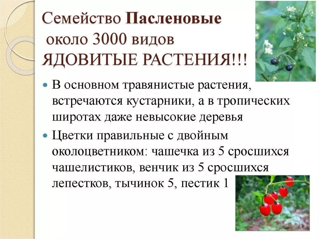 Род паслен класс двудольные семейство пасленовые. Ядовитые растения семейства пасленовых. Семейства покрытосеменных Пасленовые. Ядовитые растения семейство послëновых. Классификация семейства Пасленовые.