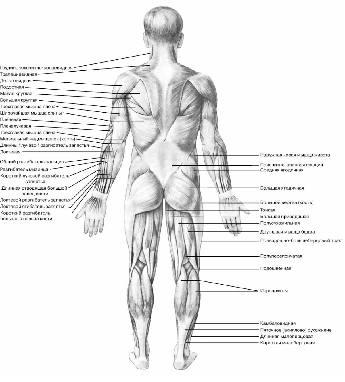 Мышцы орган человека. Мышцы человека схема сзади. Строение спины сзади у человека. Строение человека вид сзади со спины. Мышечное строение человека сзади.