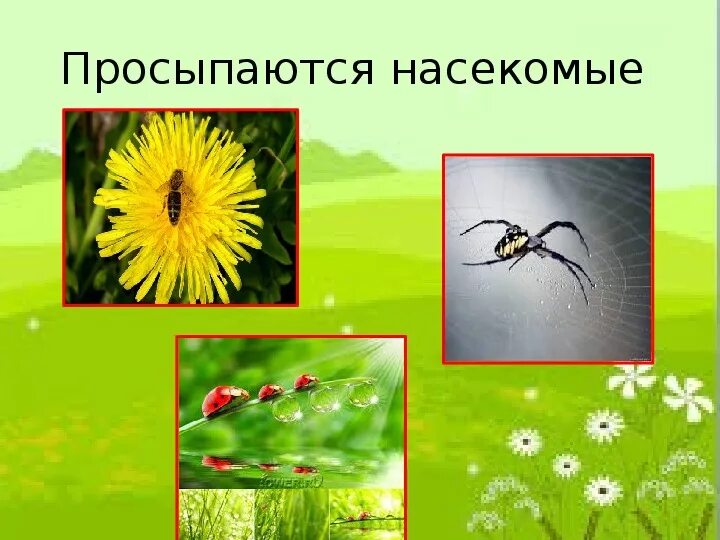 Какие насекомые просыпаются весной. Просыпаются насекомые. просыпаются насекомые картинка для детей. какие насекомые просыпаются летом.