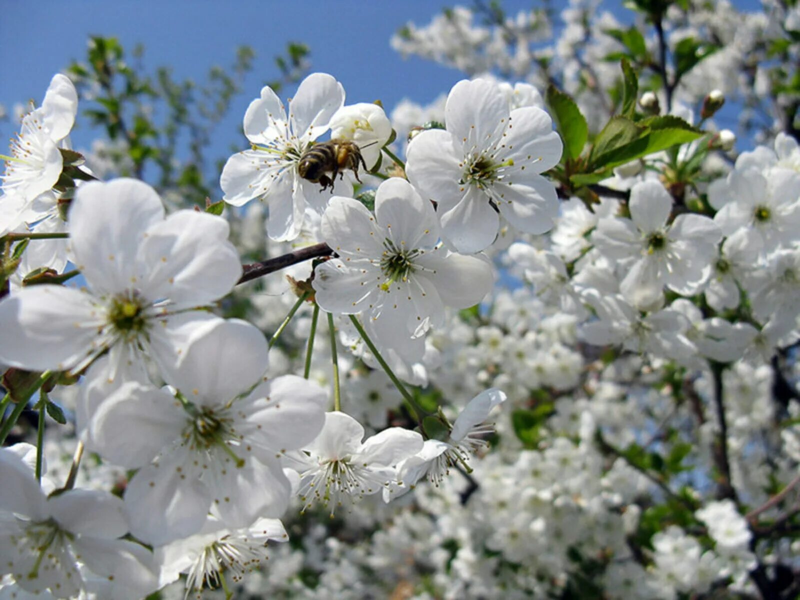 Какие цветы в мае россия. Цветущий май. Май природа. Месяц май.