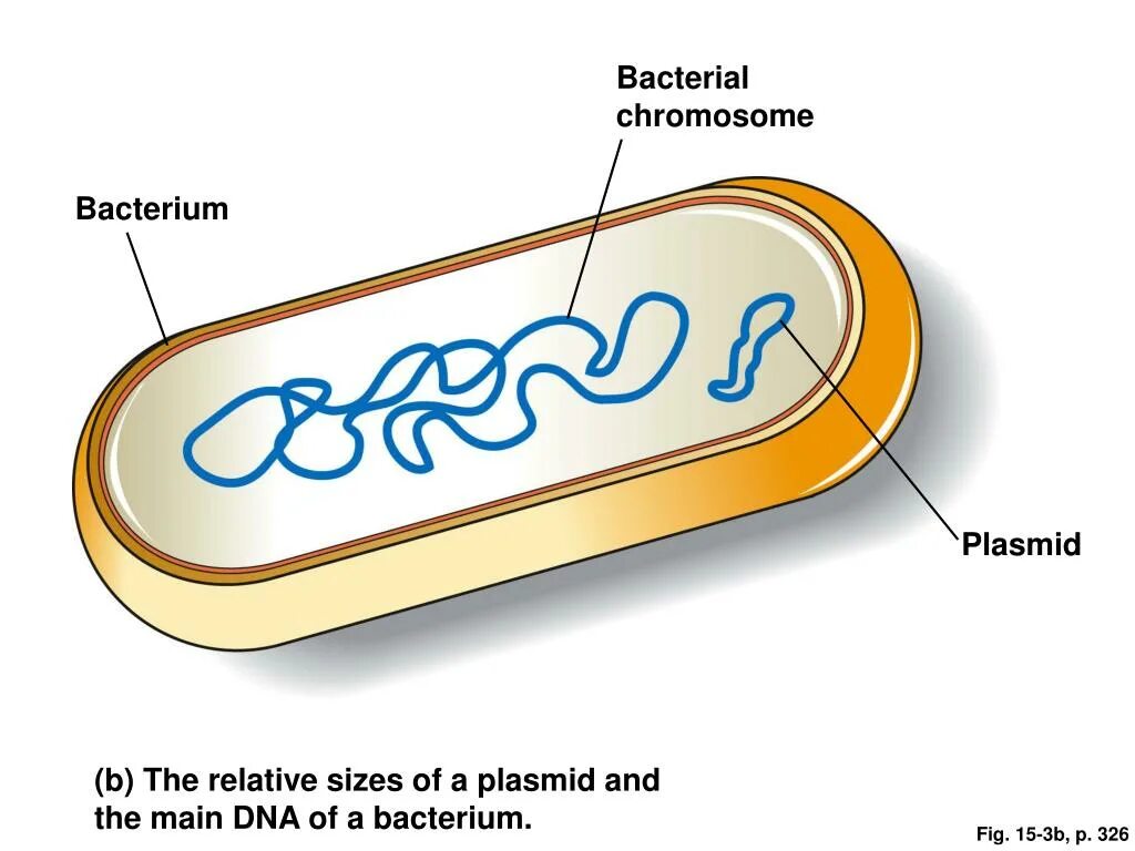 Строение бактерии плазмида. Строение хромосомы бактериальной клетки. Строение плазмид бактерий. Строение плазмиды бактерий.