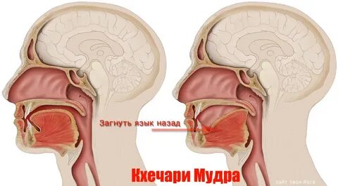 Мудра языком
