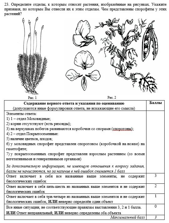 Какие отделы растений показаны на рисунке. Растения изображенные на рисунке. Признаки отделов растений. Отделы растений ЕГЭ биология. Признаки отделов растений и их органов.