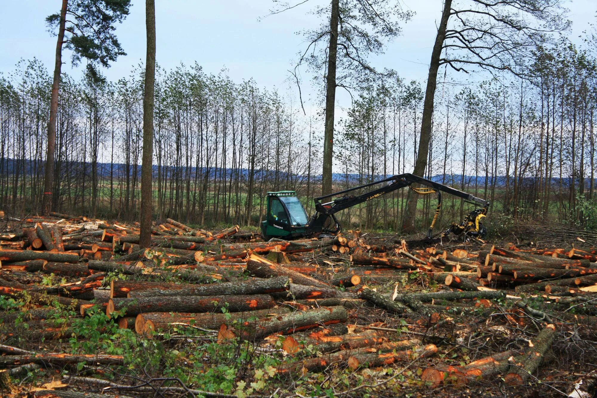 Cut down forest. Лес Архангельской области вырубка. Истребление лесного Покрова земли. Вырубка деревьев. Истребление лесов.