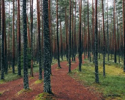 Леса недавно столь густые и берег