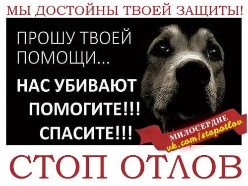 9 жизней помощь бездомным тула
