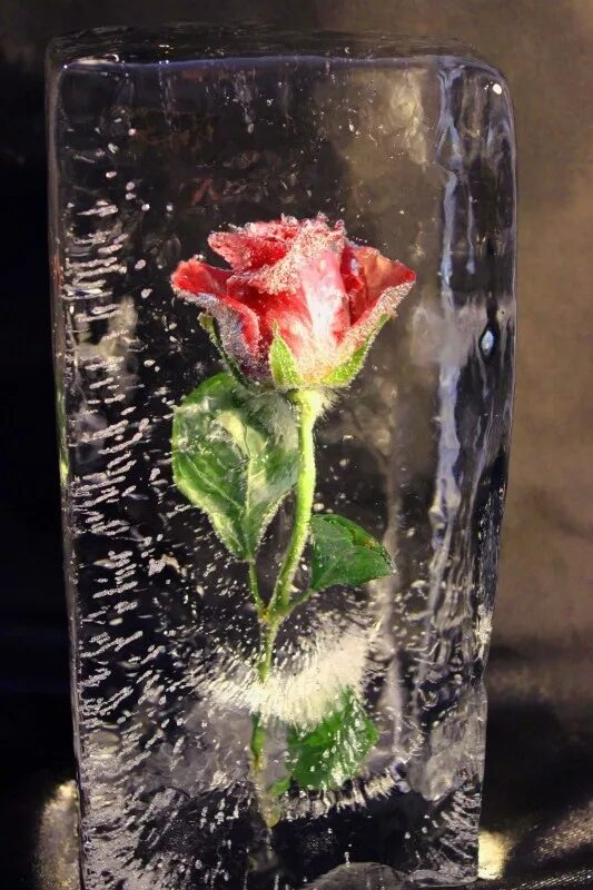 Розы в холодную воду или теплую. Цветы во льду. Цветы во льду подарок.