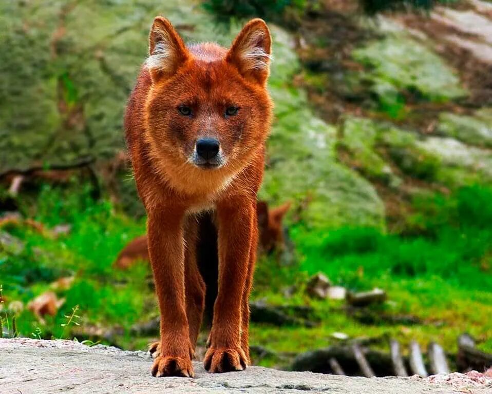 Красный горный волк. Тянь-Шанский красный волк. Красный волк cuon Alpinus. Красный (горный) волк или cuon Alpinus.