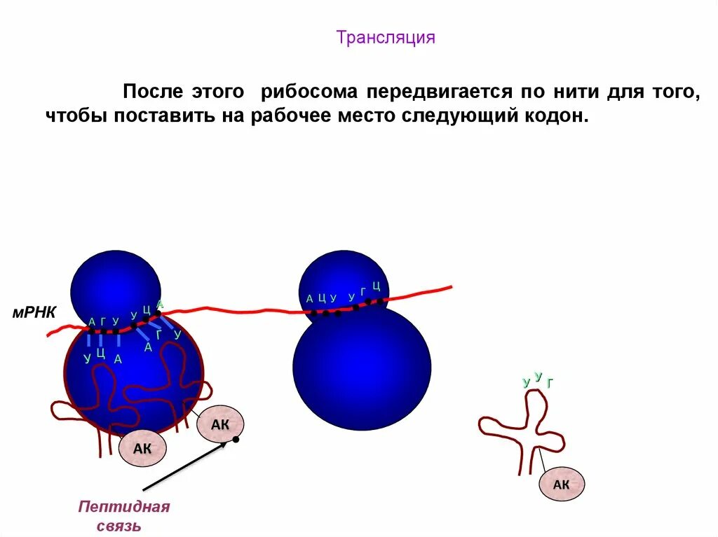 Взаимосвязь ядра и рибосом. Трансляция на рибосоме. Синтез белка на рибосомах. Строение рибосомы. Трансляция схема строения рибосомы.