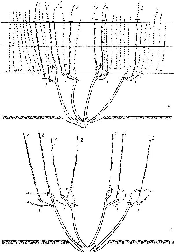 Правильно обрезать виноград весной для начинающих схема. Схема подрезки винограда. Схема обрезания винограда. Обрезка винограда осенью схема. Схема осенней обрезки винограда.