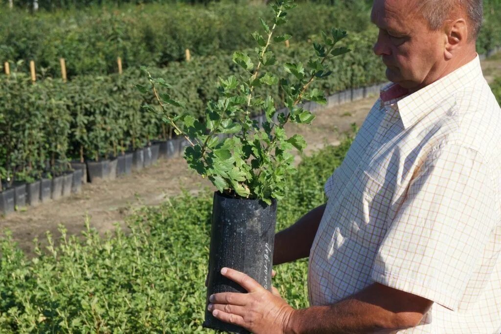 Саженцы бабяковского плодопитомника