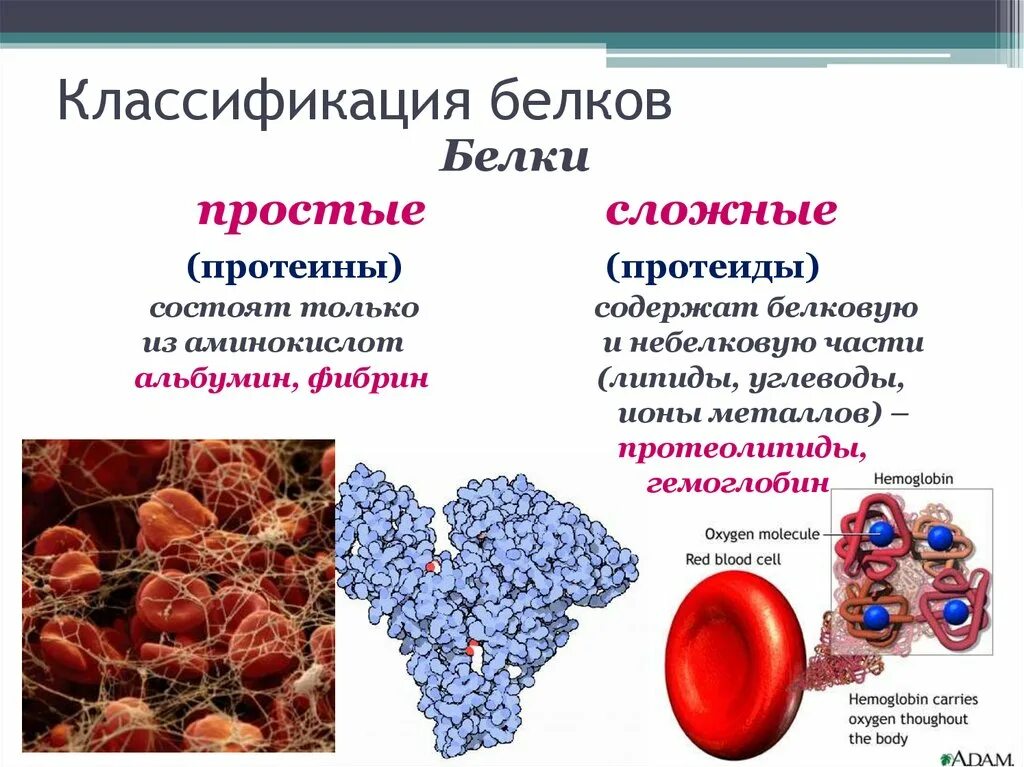 Сложное соединение белков. Классификация белков. Структурная классификация белков. Белки классификация. Классификация белков в организме.