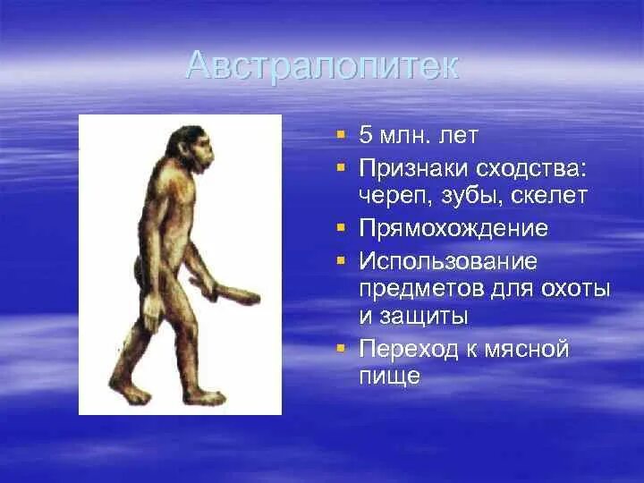 Один из признаков прямохождения современного человека. Австралопитек прямохождение. Австралопитек в полный рост. Антропоиды австралопитеков. Скелет австралопитека особенности.