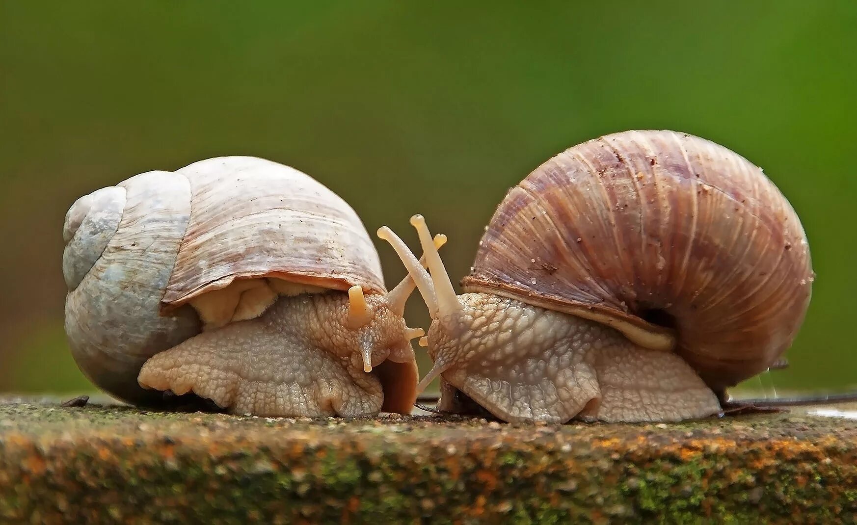 Powelliphanta улитка. Брюхоногие моллюски. Смешная улитка. Брюхоногие моллюски в природе. Улитка 1 часть