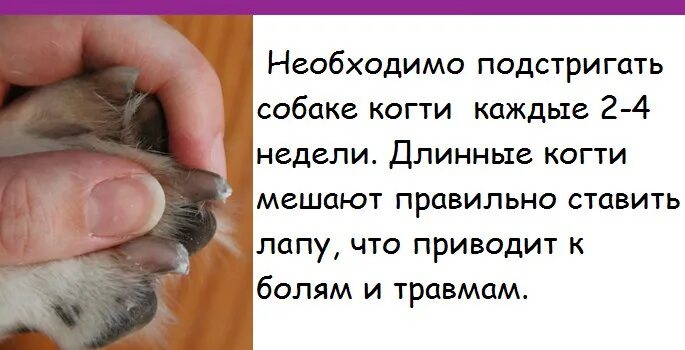 Остричь как пишется. Правильно подстричь когти собаке. Как правильно стричь когти собаке. Как правильно стричь когти собаке Шпицу. Стрижка когтей щенку.