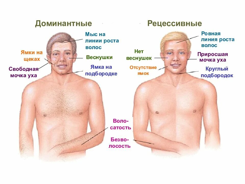 Доминантные гены. Доминантные и рецессивные признаки человека. Доминантный ген признак. Рецессивный ген и доминантный ген. Ген доминанта