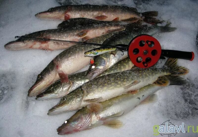 Ловля окуня со льда. Судак на ратлины зимой со льда. Зимняя рыбалка на щуку. Андрей чуланов ловля судака. Ратлины лаки джон для зимней рыбалки.