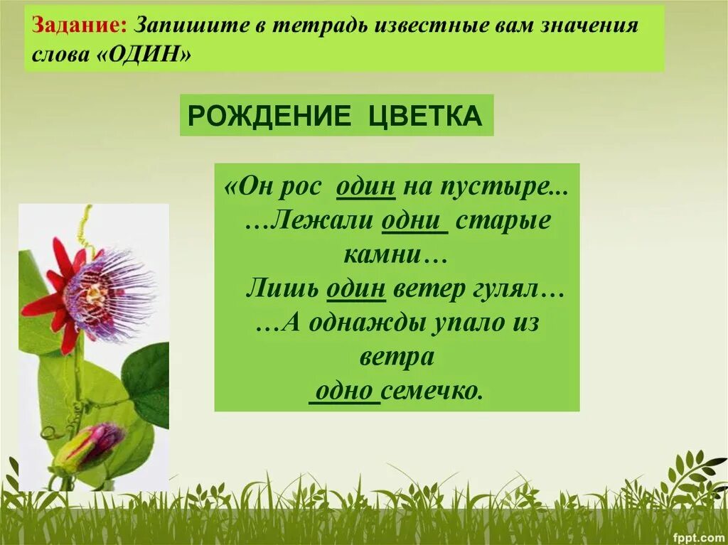 Авторское определение жанра неизвестный цветок. Сказка неизвестный цветок. Платонов неизвестный цветок презентация 6 класс. Неизвестный цветок презентация 6 класс. Неизвестный цветок читать.