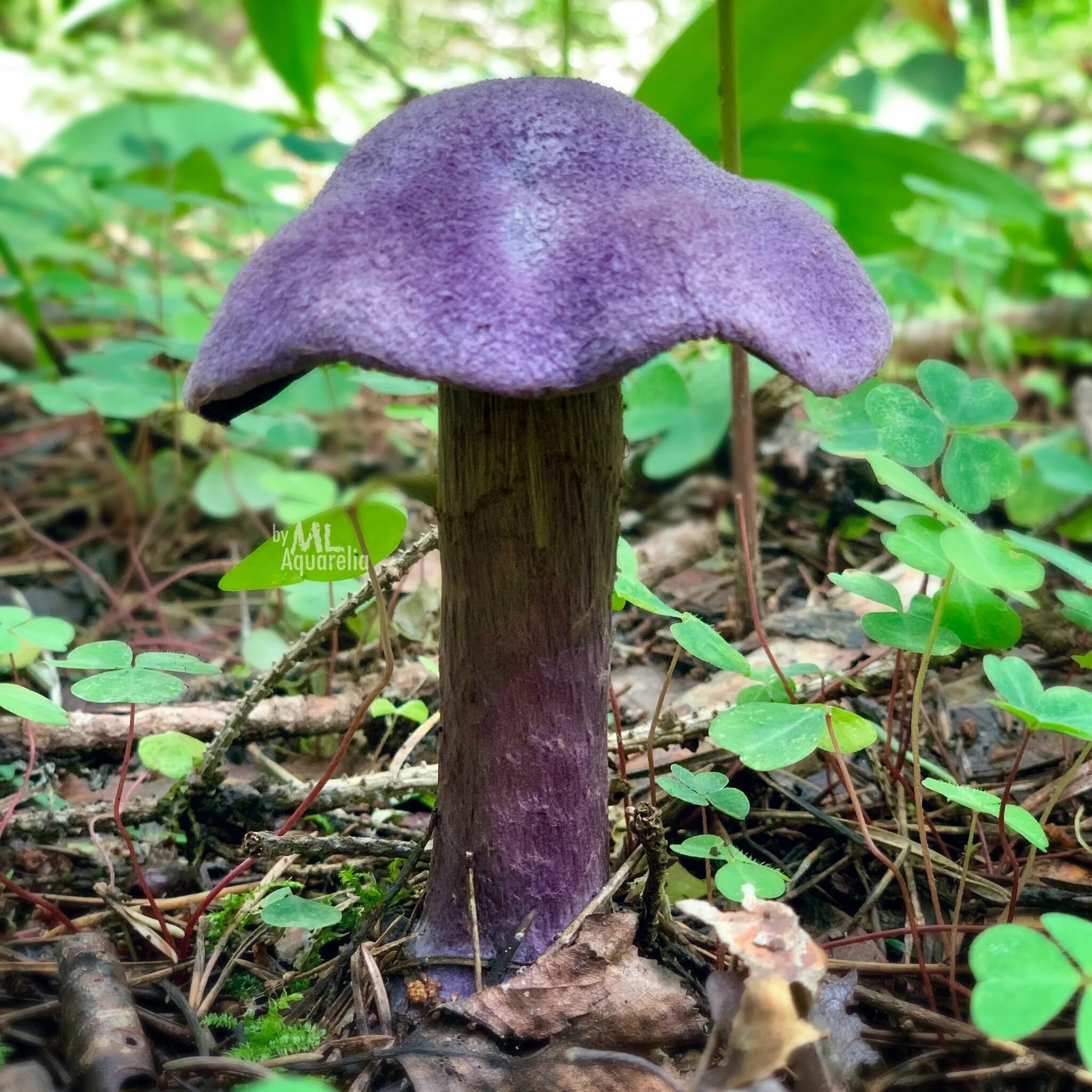 Как выглядит гриб паутинник фиолетовый Cortinarius violaceus: Фиолетовый паутинник в фотографиях Природная галерея Фото